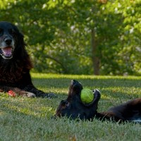 Documental del mes: Los Reyes, una mirada canina
